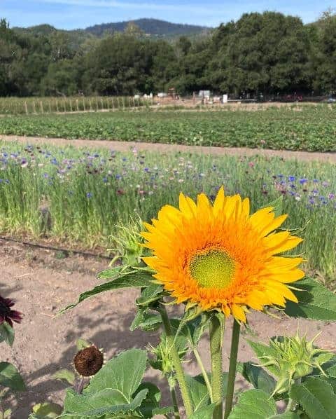 Berry Island Farms