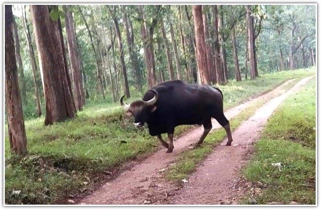 bhadra wildlife sanctuary bison