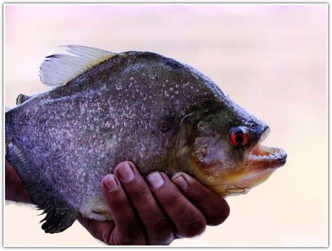 big piranha in Amazon Brazil South America