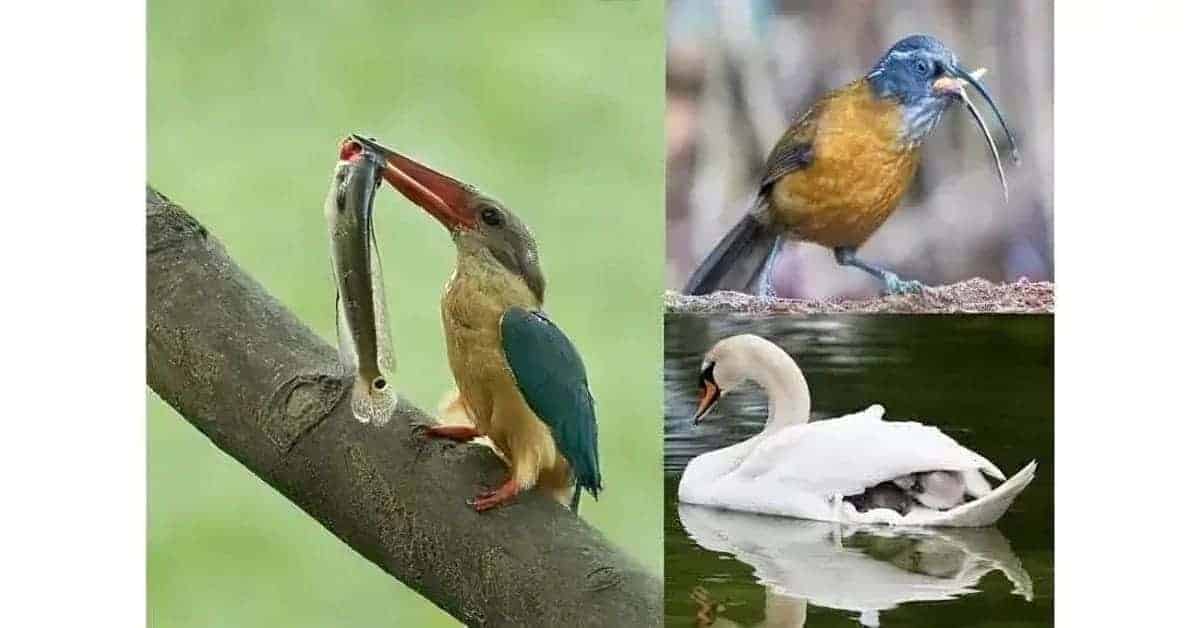 Bird Sanctuary in London