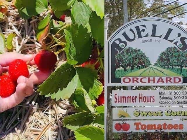 Buells Orchard