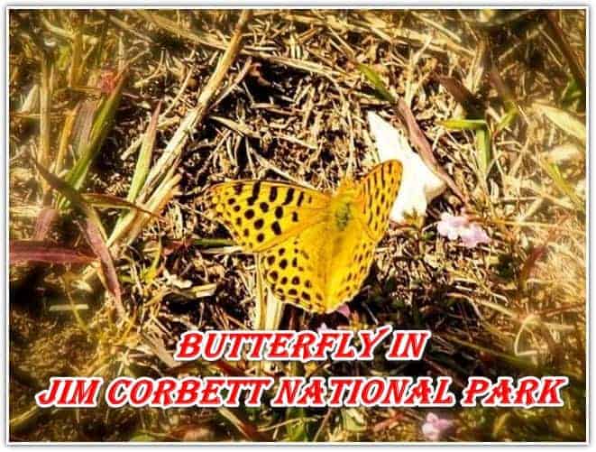 A Butterfly