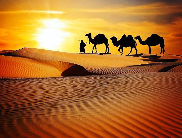 camel safari in Rajasthan