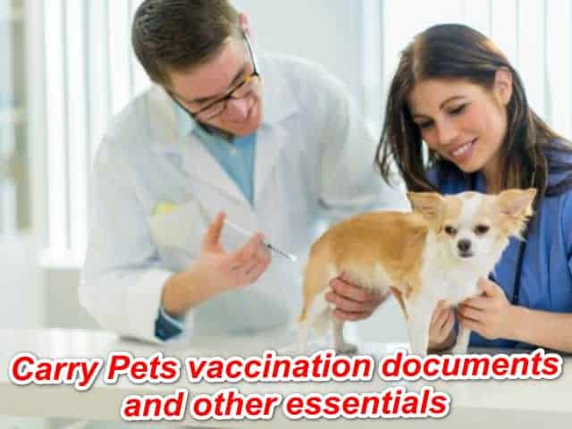 Pet vaccination documents and other essentials