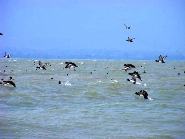 Chilika Lake