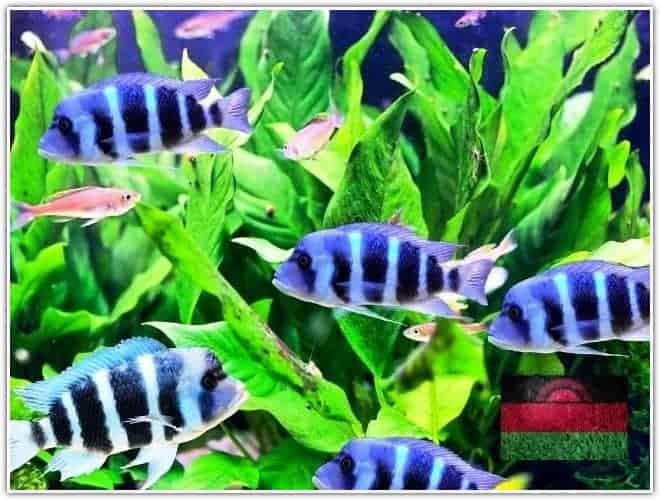 Colorful cichlid from lake malawi Africa