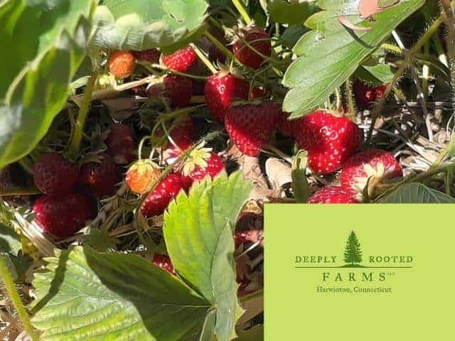 Deeply Rooted Farms, LLC