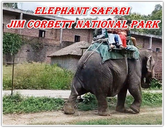 Elephant safari Jim Corbett National Park