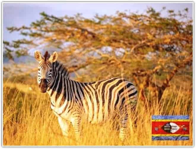Eswatini