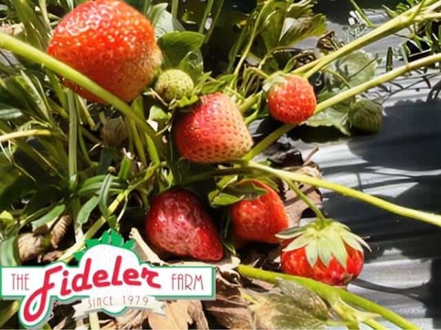Fideler Farm