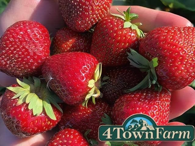 Four Town Farm Seekonk MA