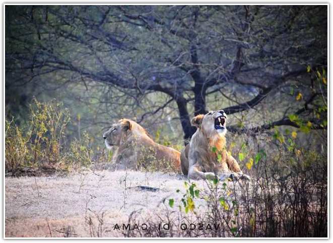 Gir National Park lions