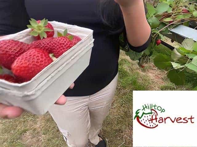 Hilltop Harvest Strawberry Farm Redwood Falls