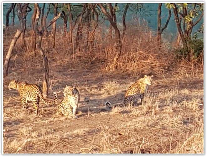in the Gir National Park