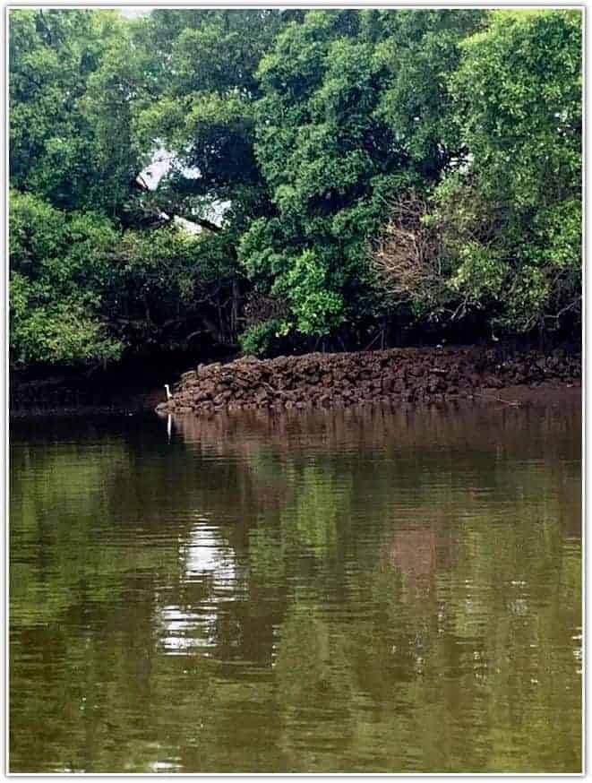 Salim Ali Bird Sanctuary Goa