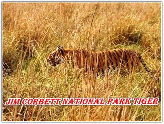 Which is the first National Park in India? Jim Corbett?
