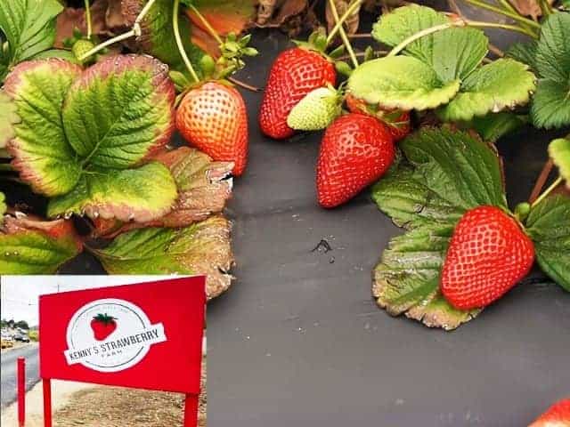 Kennys Strawberry Farm Fallbrook