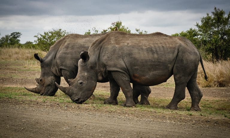 Kruger Park South Africa