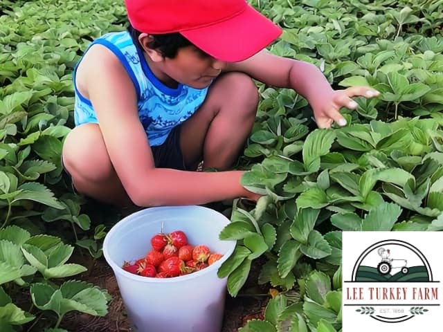 Lee Turkey Farm East Windsor