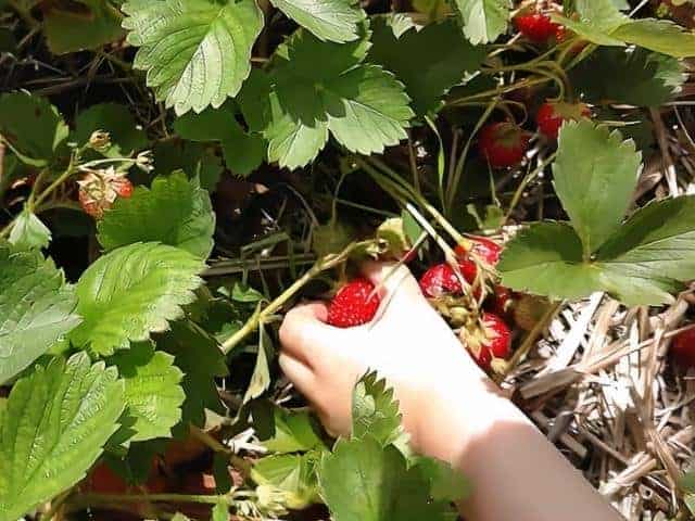 Lorences Berry Farm Northfield MN