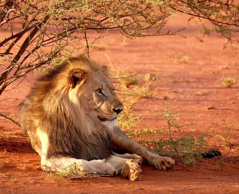 Madikw South Africa