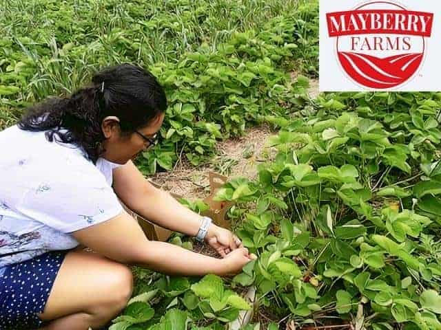 Mayberry Farms