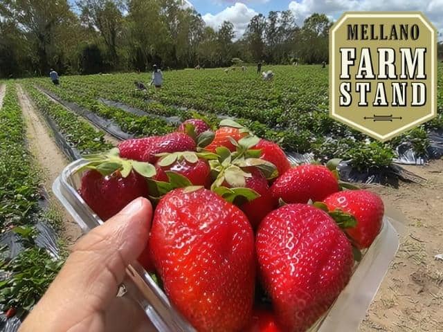 Mellano Farm Stand
