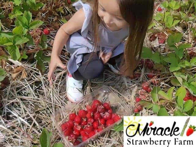 Miracle Strawberry Farm Dodge Center