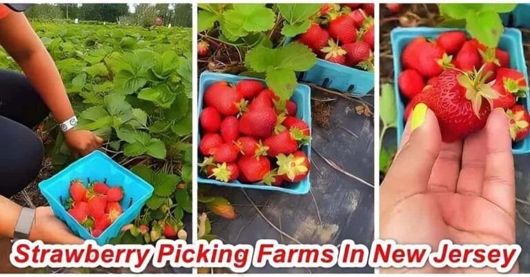 New Jersey Strawberry Picking Farms