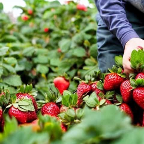 Ort Farms Strawberry Picking