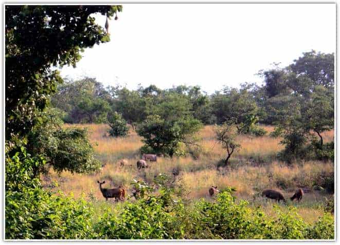 Panna National Park