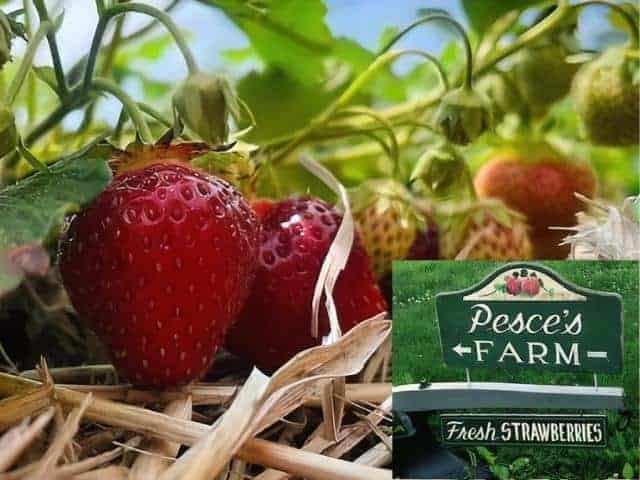 Pesces Farm SF