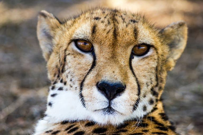wildlife