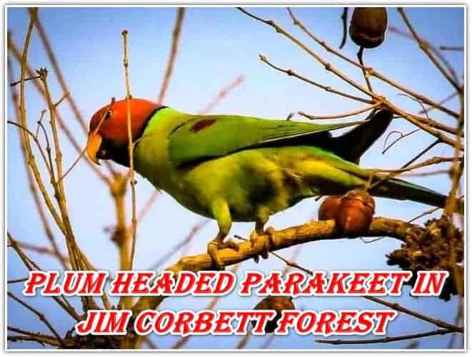 PLUM HEADED PARAKEET