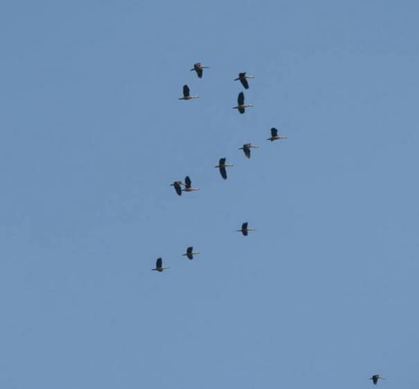 purbasthali bird