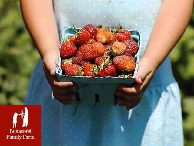 Red Juicy Strawberries at Bonacorsi Family Farm Frenchtown