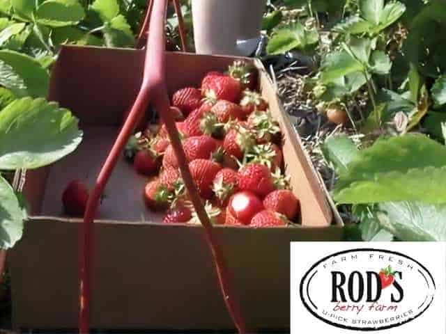Rods Berry Farm North Branch MN
