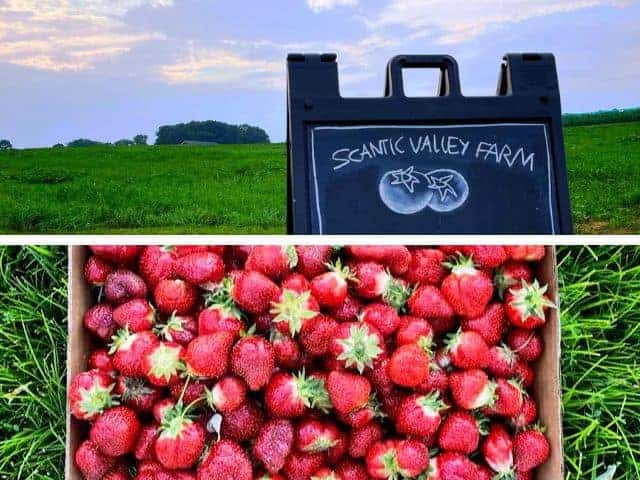Scantic Valley Farm Connecticut