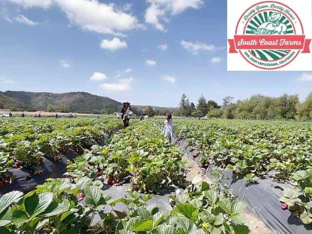 South Coast Farms