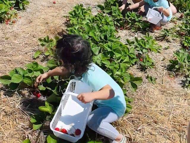 Spectrum Farm Strawberries Carlton