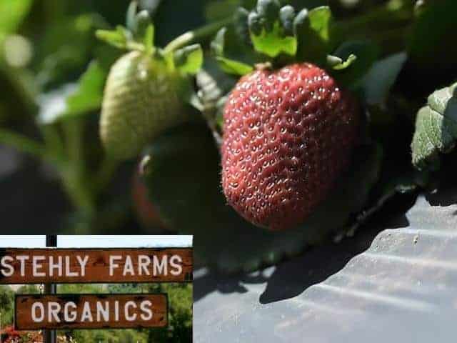 Stehly Farms Organics