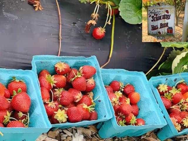 Strawberries at Races Strawberry Hill Farm