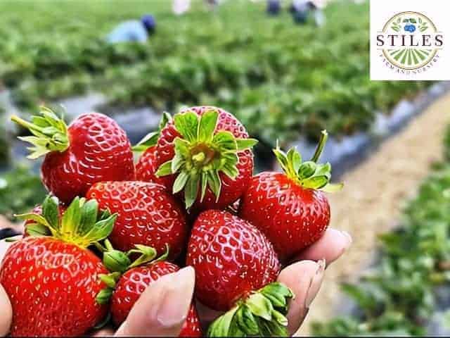 Strawberries at Stiles Farm and Nursery Cape May Court House