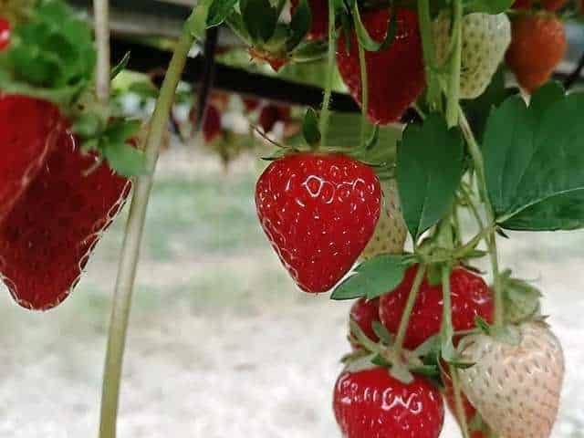 Strawberries Galore & More Albany