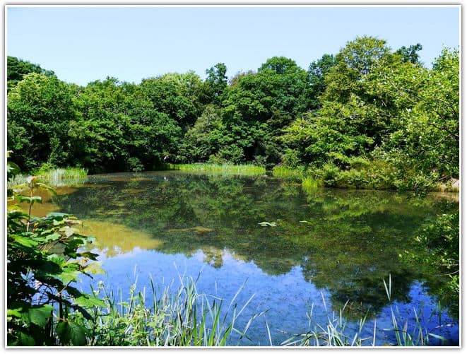 Strawberry Hill Pond in the Epping Forest