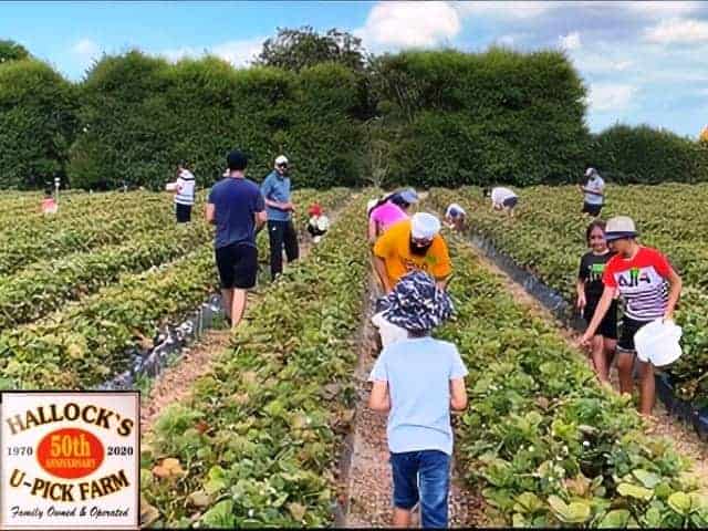 Hallock's U-Pick Farm Strawberry Picking
