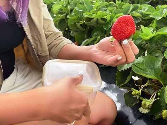 Johnsons Locust Hall Farm Strawberry Picking