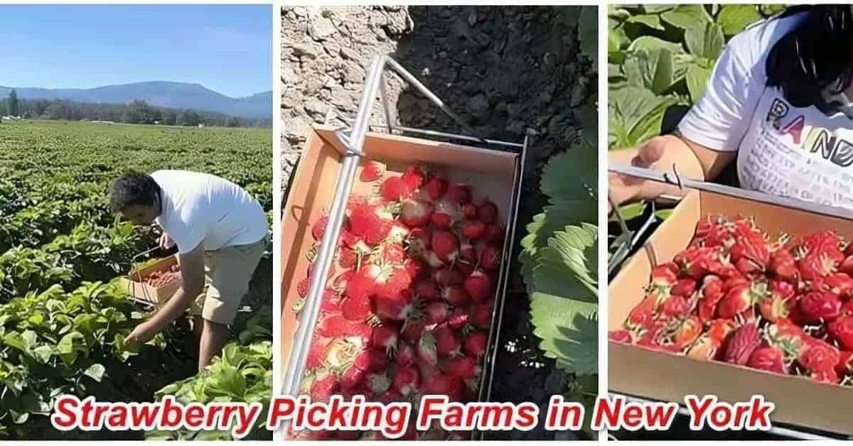 Strawberry Picking Farms in New York