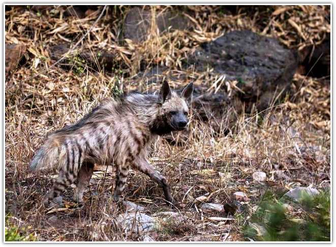 Striped Hyena at Sariska tiger reserve
