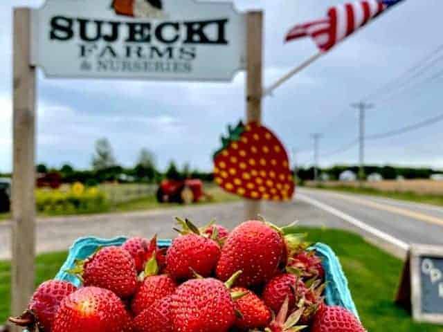 Sujecki Farms and Nurseries - Calverton, NY